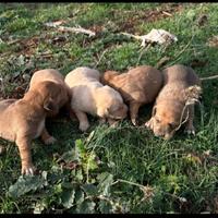 Cuccioli di segugio maremmano