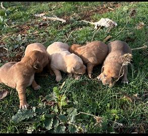 Cuccioli di segugio maremmano