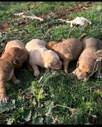 Cuccioli di segugio maremmano