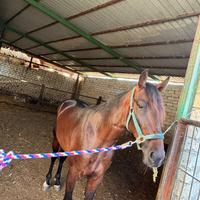 Cavallo da trotto