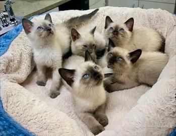 Siamese