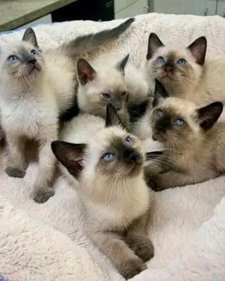 Siamese