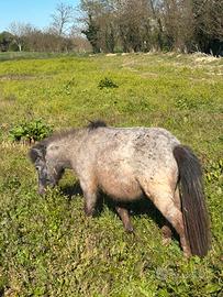 Pony femmina