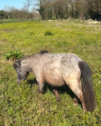 Pony femmina