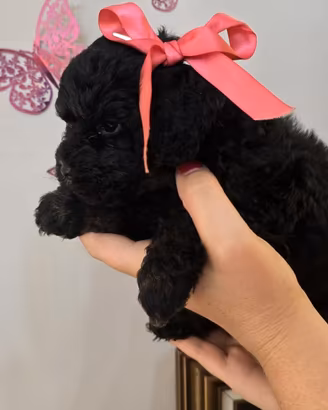 Cuccioli di barboncino