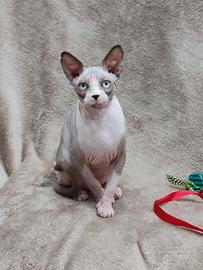 Sphynx femmina cucciola