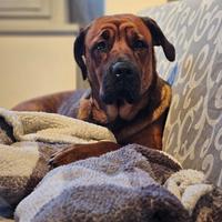 Kira, cane femmina cane corso / Rhodesian ADOZIONE