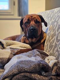 Kira, cane femmina cane corso / Rhodesian ADOZIONE