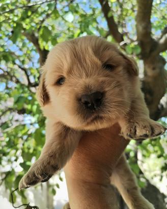 Cuccioli di Golden retriever