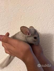 Chinchilla-Cincillà