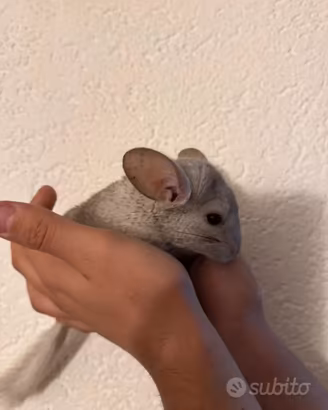 Chinchilla-Cincillà