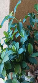 piante 