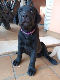 Labrador