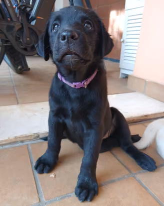 Labrador