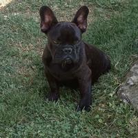 Cucciolo Bouledogue Francese