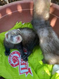 Furetto mascherina