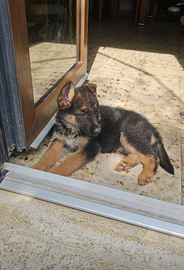 Cuccioli pastore Pastore tedesco