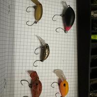 Crank trout area lotto 6