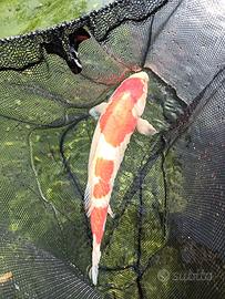 Carpa koi kohaku