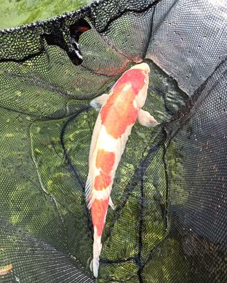 Carpa koi kohaku
