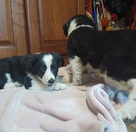Cuccioli border collie