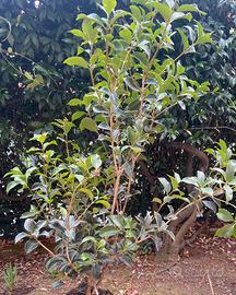 N. 6 Osmanthus aquifolium