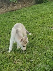 HUSCKY cuccioli