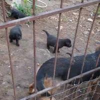 Cuccioli mamma pastore tedesco papà labrador