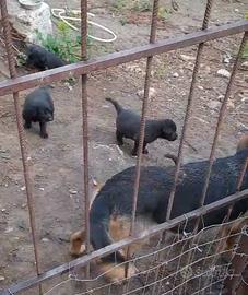 Cuccioli mamma pastore tedesco papà labrador