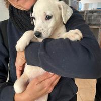 Cucciola taglia media