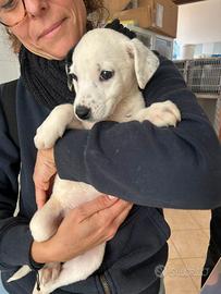 Cucciola taglia media