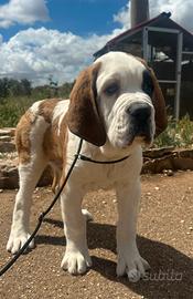 Cucciolo di San Bernardo