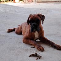 Boxer fulvo