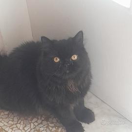 PERSIANO