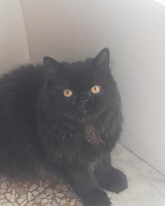 PERSIANO