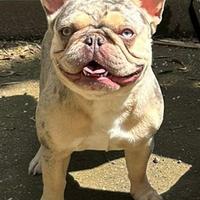 Bulldog francese Lilac tan merle