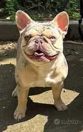 Bulldog francese Lilac tan merle