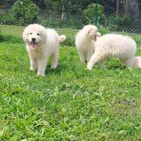 Cuccioli pastore maremmano abruzzese