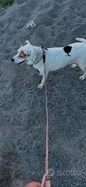 Cane da caccia