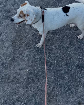 Cane da caccia
