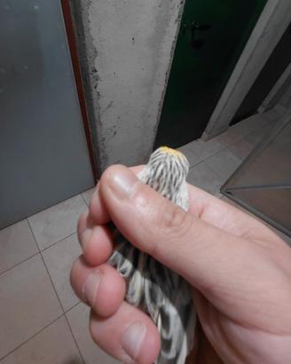 Disponibili canarini novelli