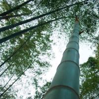 Bambù, Gigante, Moso (Phyllostachys edulis)
