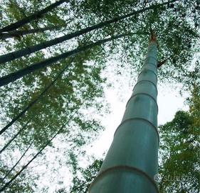 Bambù, Gigante, Moso (Phyllostachys edulis)