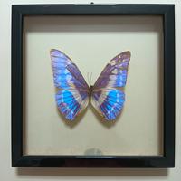 Farfalla tassidermizzata in cornice vintage