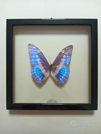 Farfalla tassidermizzata in cornice vintage