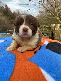 Border collie cucciole femmine rossa e nera 2025