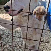 CANE Connor adozione