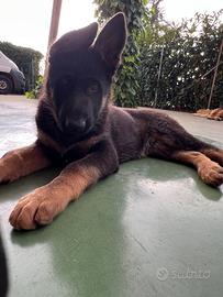 Cucciolo pastore tedesco