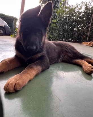 Cucciolo pastore tedesco