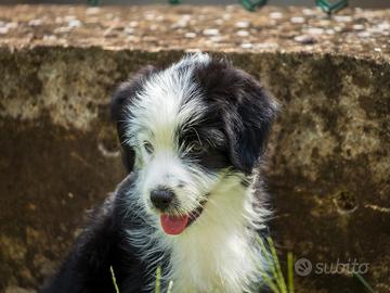 cuccioli due mesi maschio femmina 